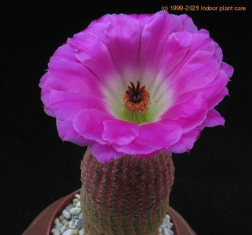 Echinocereus rigidissimus SIs