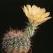Echinocereus stoloniferus v tayopensis-866