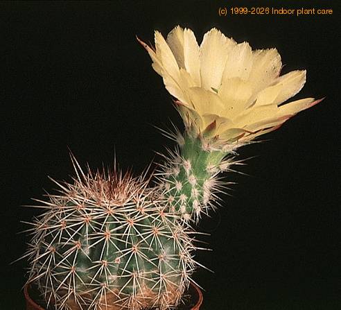 Echinocereus stoloniferus v tayopensis-866