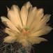 Echinocereus stoloniferus v tayopensis-867