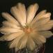 Echinocereus stoloniferus v tayopensis-868