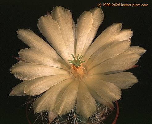 Echinocereus stoloniferus v tayopensis-868