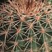 Echinocereus stoloniferus v tayopensis-869