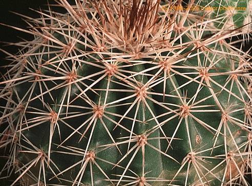 Echinocereus stoloniferus v tayopensis-869