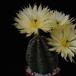 Echinocereus subinermis SIb