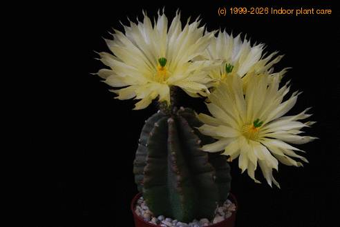 Echinocereus subinermis SIb