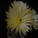 Echinocereus subinermis SIf
