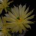 Echinocereus subinermis SIf1