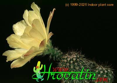 Echinocereus tayopensis 333