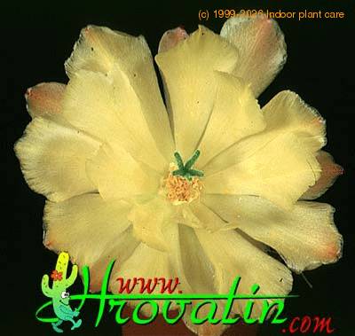 Echinocereus tayopensis flower 334