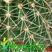 Echinocereus tayopensis thorn 335