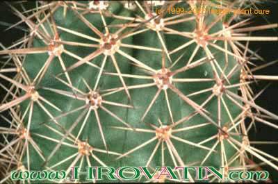 Echinocereus triglochidiatus v melanacanthus thorn 92