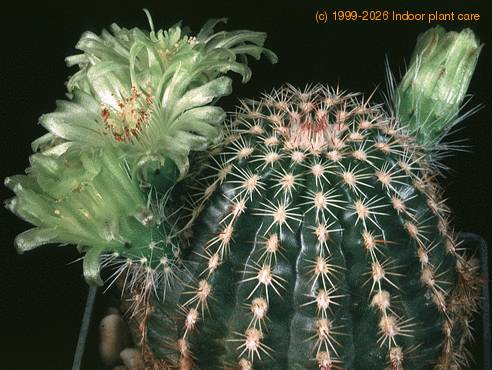 Echinocereus viridiflorus