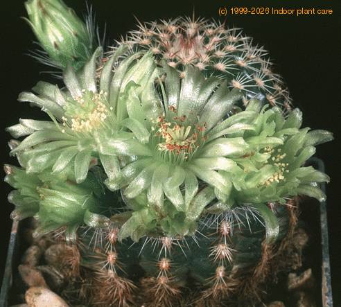 Echinocereus viridiflorus