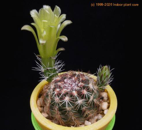 Echinocereus viridiflorus f MOP