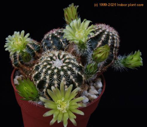 Echinocereus viridiflorus PP4