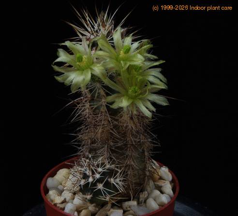 Echinocereus viridiflorus v davisii telo SI