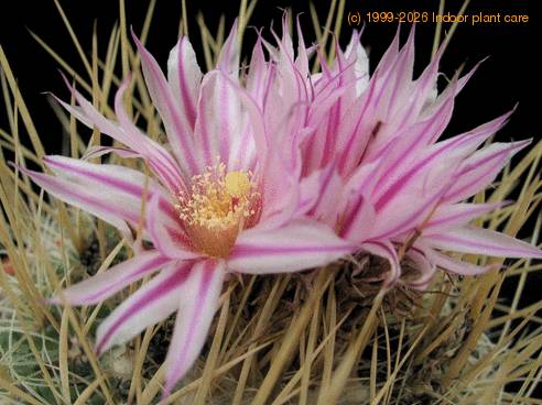 Echinofossulocactus crispatus 1