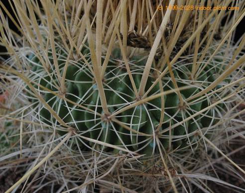 Echinofossulocactus crispatus 2
