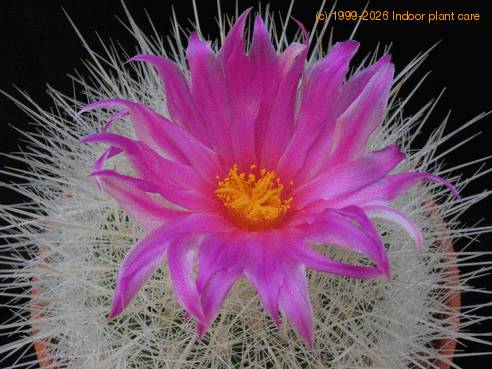 Echinomastus macdowellii 3