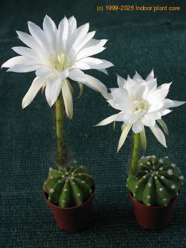 Echinopsis eyriesii