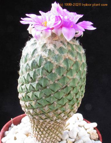 Encephalocarpus strob body