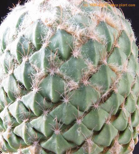 Encephalocarpus strob thorn