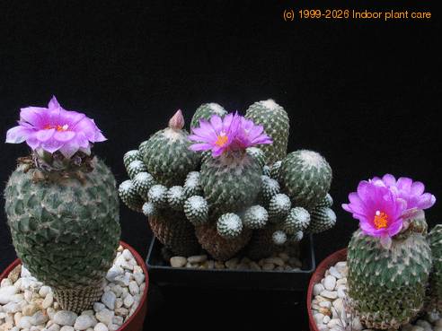 Encephalocarpus strobiliformis group