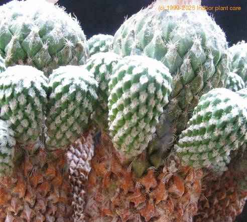 Encephalocarpus strobiliformis1