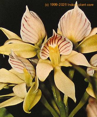 Encyclia species flower encyclia sp k