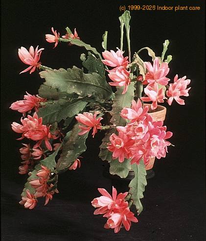 Epiphyllum ackermanii-854