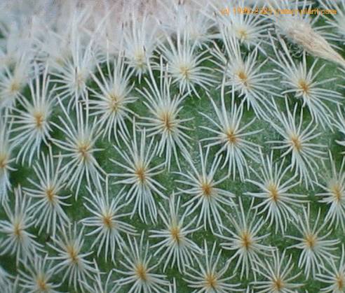 Epithelantha bookei closeup