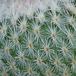 Epithelantha bookei closeup
