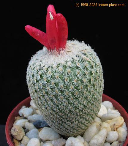 Epithelantha bookei seeds