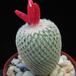 Epithelantha bookei seeds