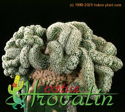 Epithelantha micromeris v roseiflora 477