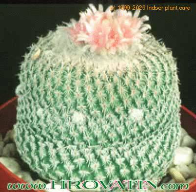 Epithelantha micromeris v roseiflora 74