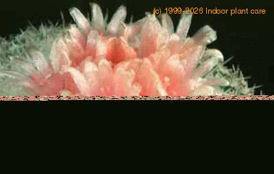 Epithelantha micromeris v roseiflora flower 75