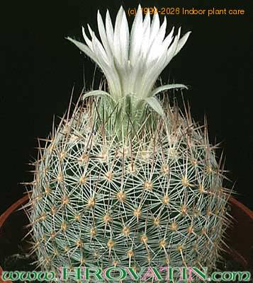 Escobaria dasyacantha 312