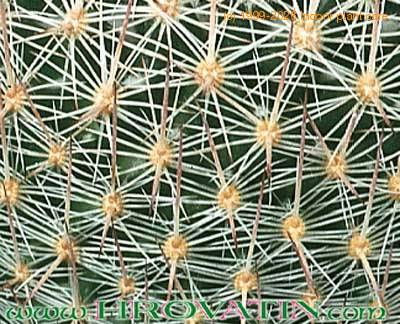 Escobaria dasyacantha thorn 313