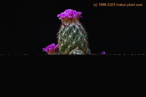 Escobaria vivipara SIb