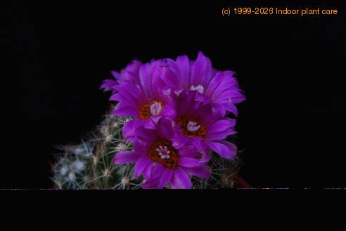 Escobaria vivipara SIf