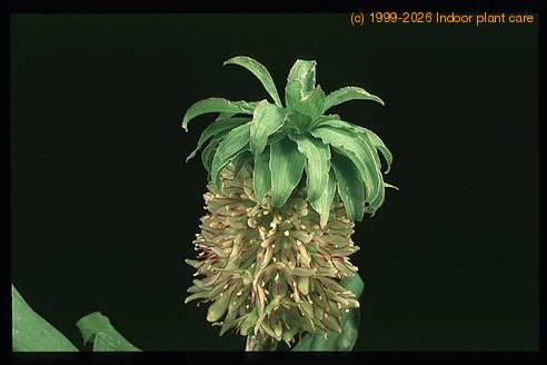 Eucomis bicolor 1925