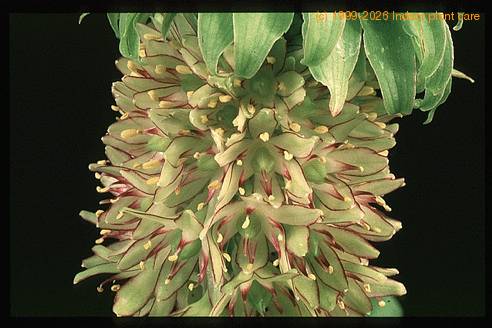 Eucomis bicolor 1926
