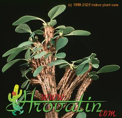 Euphorbia cap-manambabensis 1267