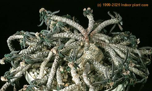 Euphorbia cylindrifolia ssp tuberifera 1122