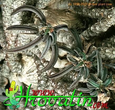 Euphorbia cylindrifolia ssp tuberifera 1123