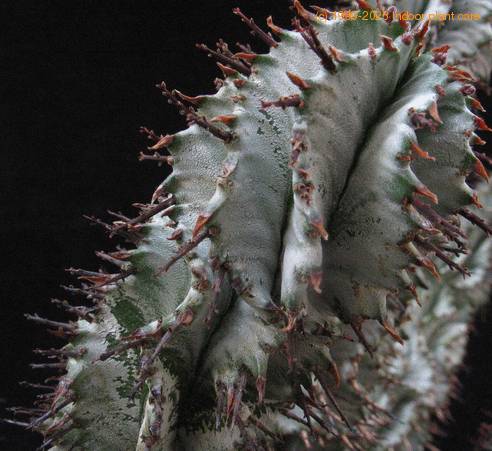 Euphorbia horrida 2