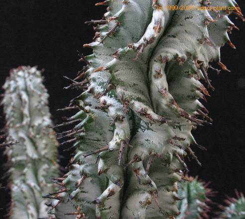 Euphorbia horrida 3