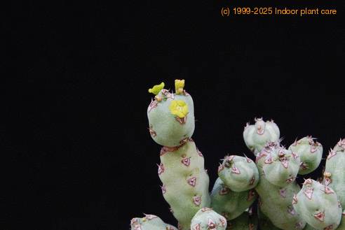 Euphorbia leach-2